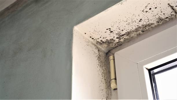 Best HVAC Mold Inspection and Cleaning  in Gibbsboro, NJ