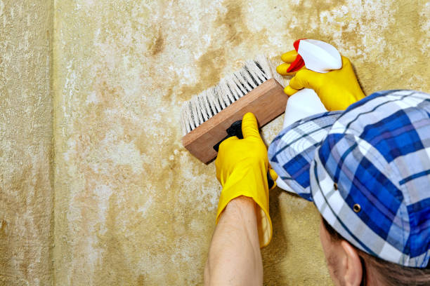 Best Real Estate Mold Inspection  in Gibbsboro, NJ