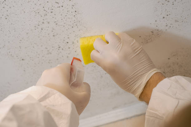 Best Mold-Related Health Consultation  in Gibbsboro, NJ