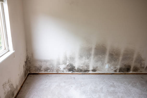 Mold Remediation for Rental Properties in Gibbsboro, NJ