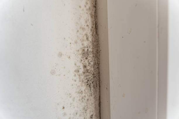 Best Comprehensive Air Testing for Mold Contaminants  in Gibbsboro, NJ